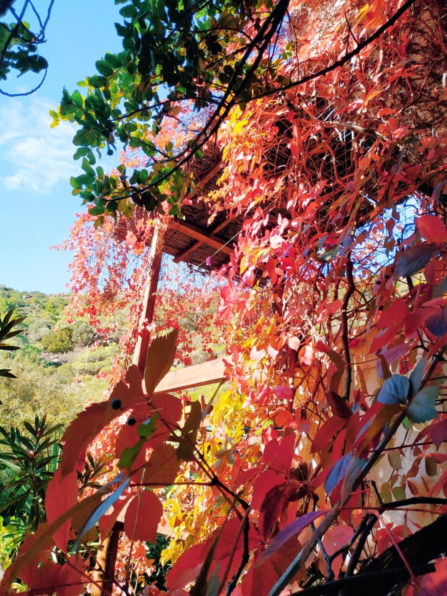 Oleander'S Garden Traditional Cretan Cottage Φέρμα Εξωτερικό φωτογραφία