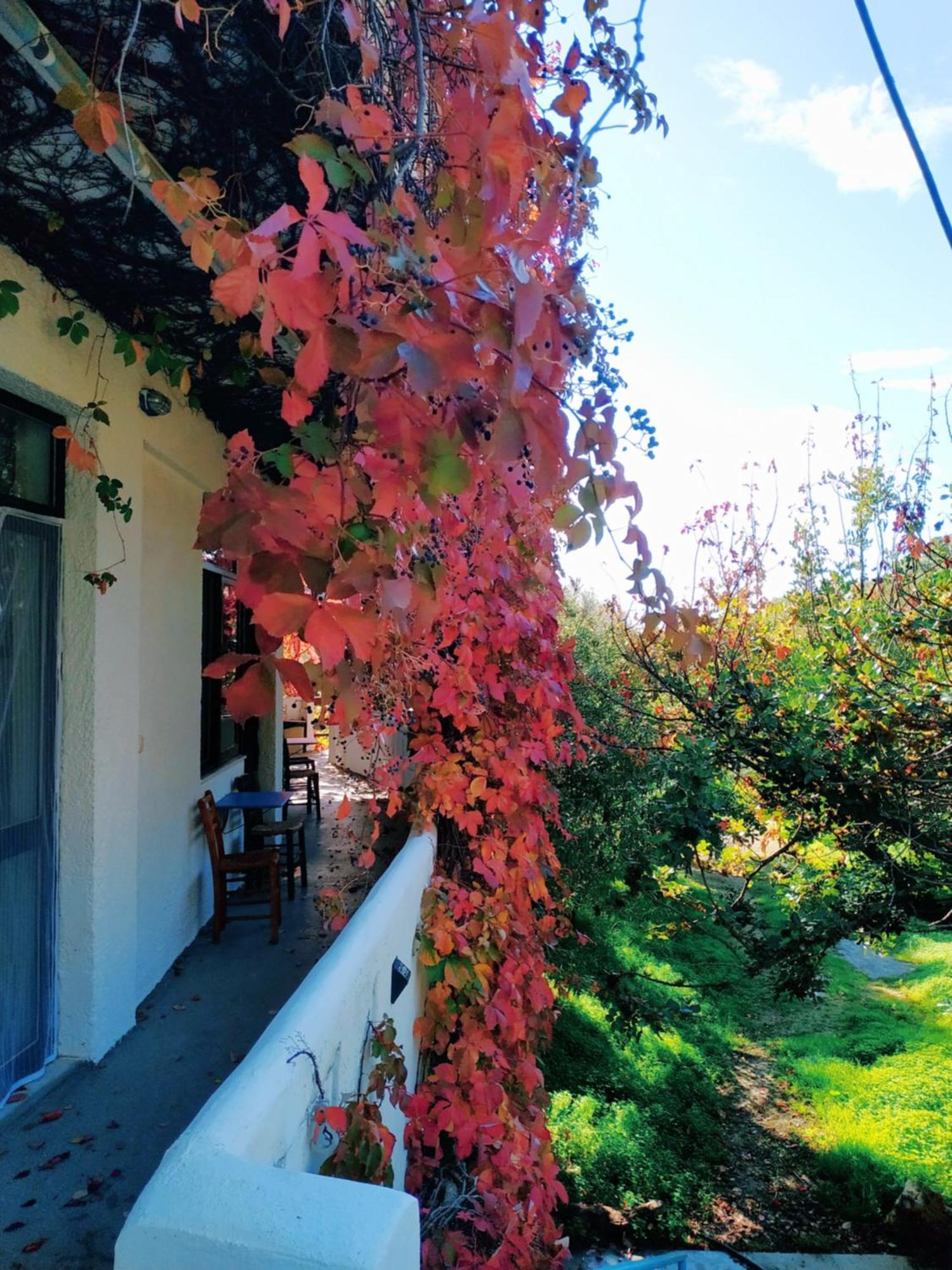 Oleander'S Garden Traditional Cretan Cottage Φέρμα Εξωτερικό φωτογραφία